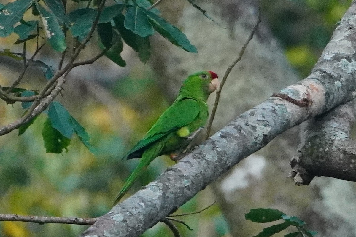 Scarlet-fronted Parakeet - ML642750246