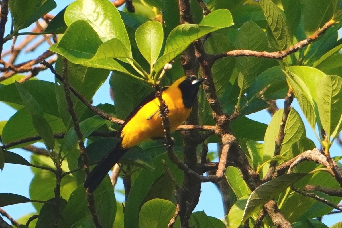 Yellow-backed Oriole - ML642750247