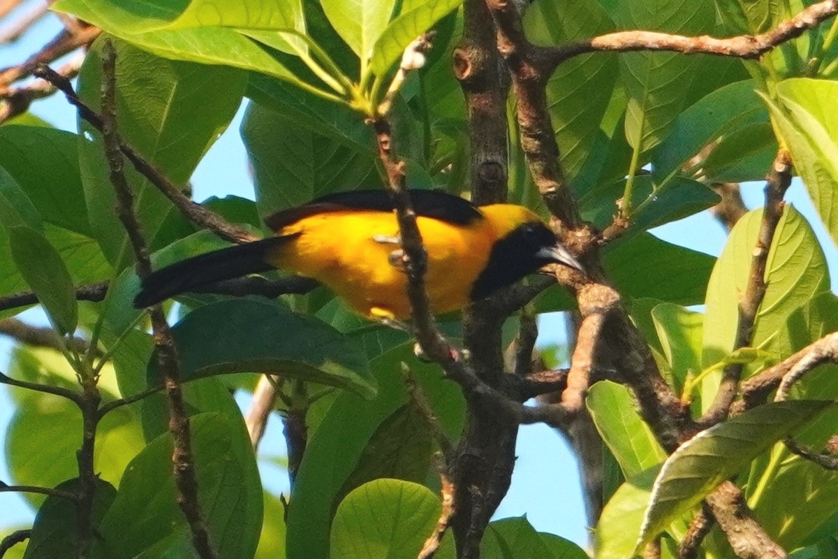 Yellow-backed Oriole - ML642750248