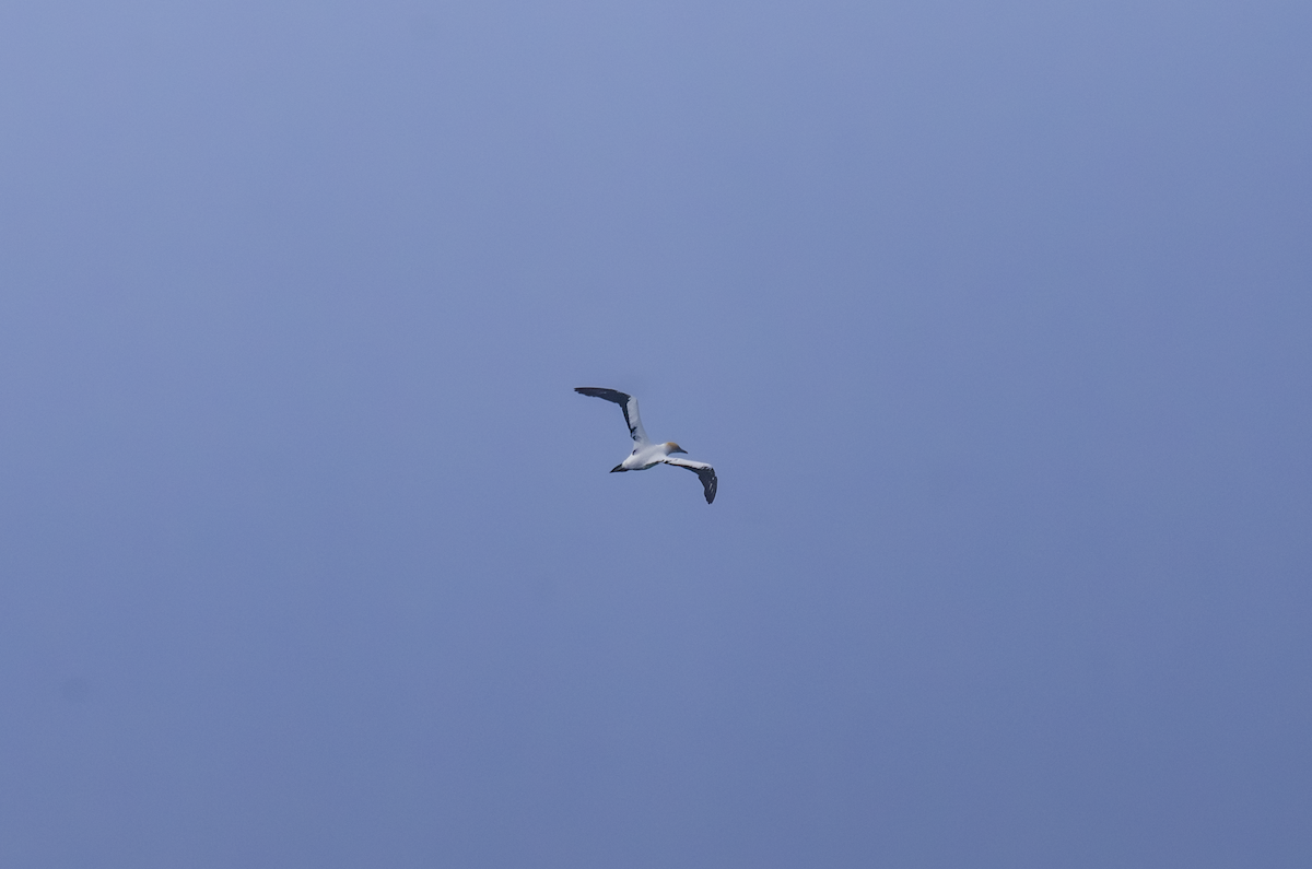 Australasian Gannet - ML642750252