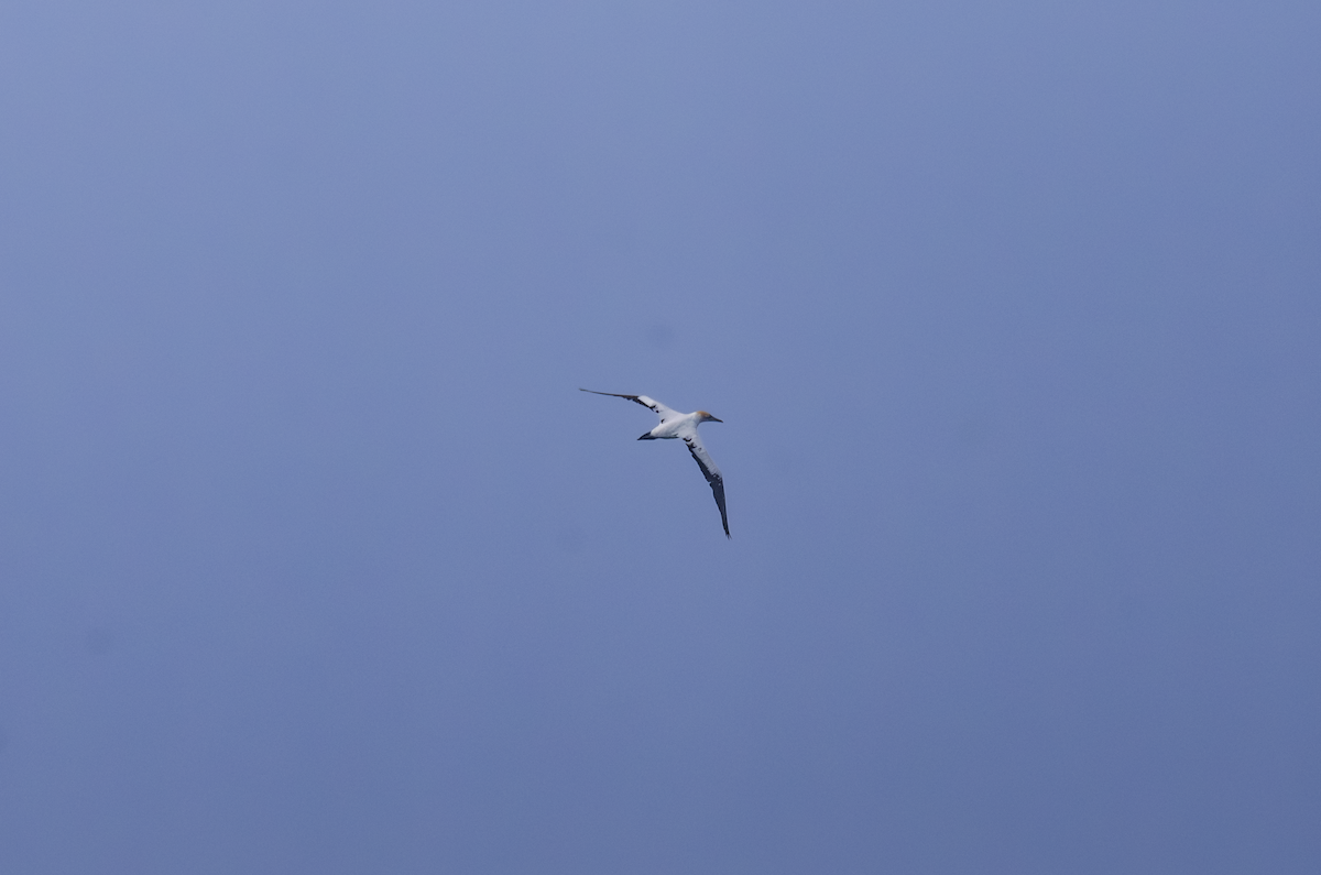 Australasian Gannet - ML642750253