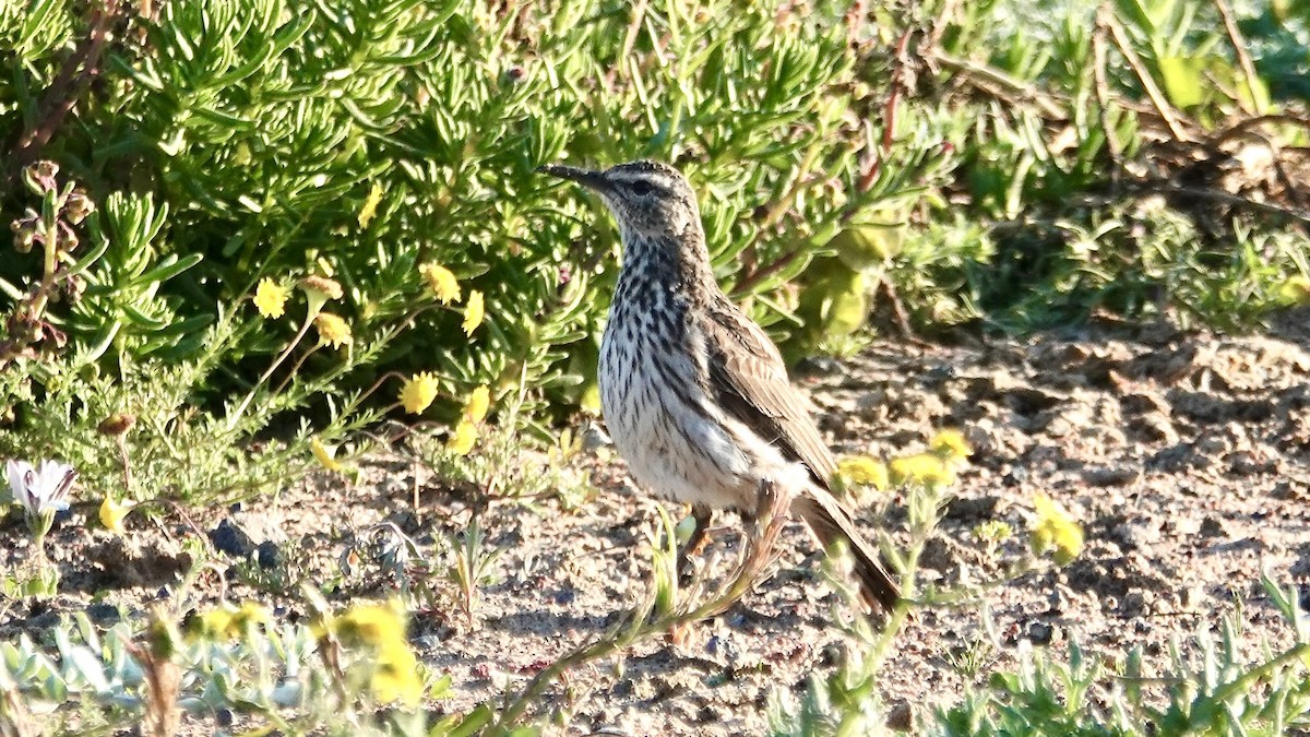 Cape Long-billed Lark (Cape) - ML642750278