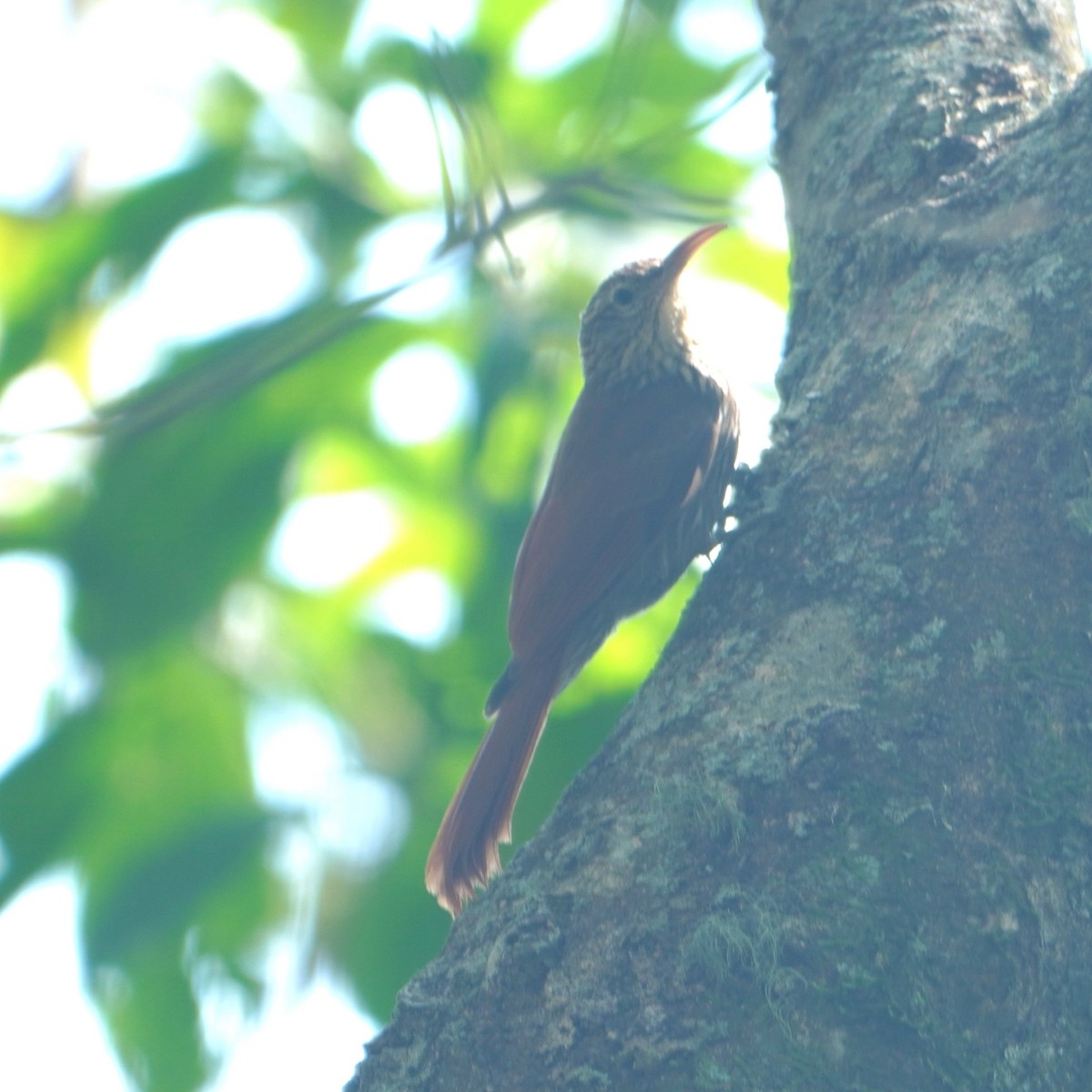 Streak-headed Woodcreeper - ML642750279
