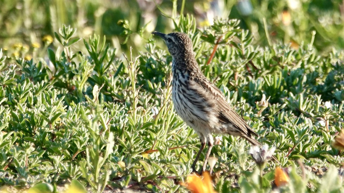 Cape Long-billed Lark (Cape) - ML642750281