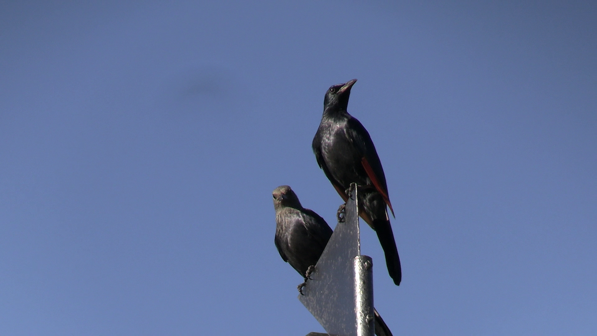 Red-winged Starling - ML642750283