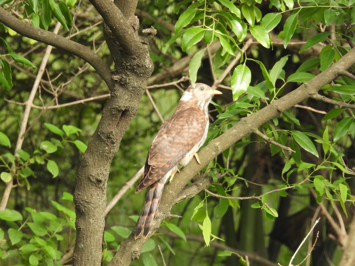 Common Hawk-Cuckoo - ML642750307