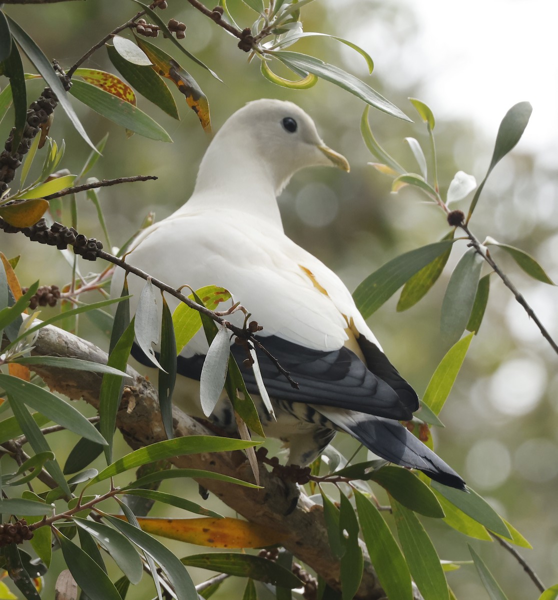 Torresian Imperial-Pigeon - ML642750322