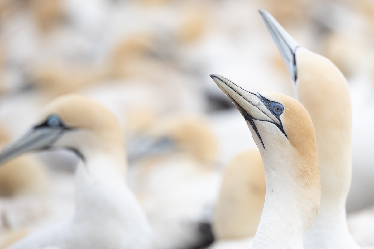 Australasian Gannet - ML642750323