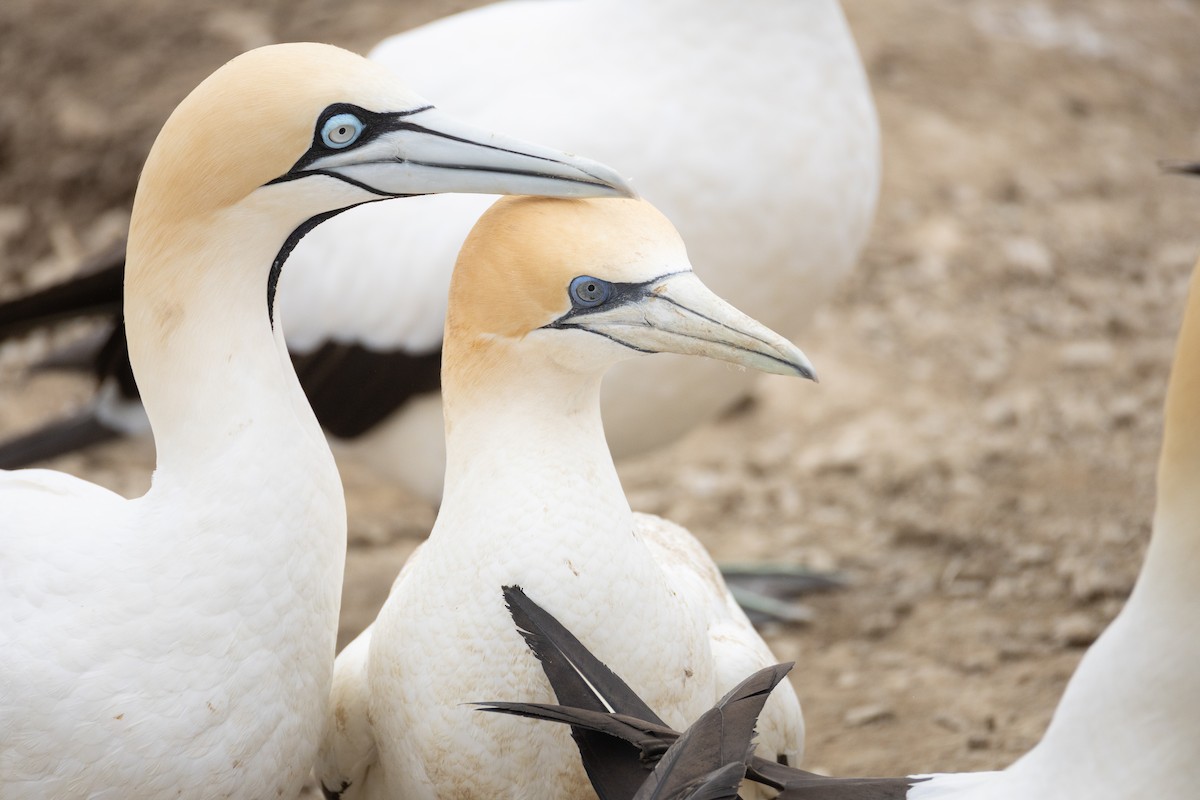 Australasian Gannet - ML642750326