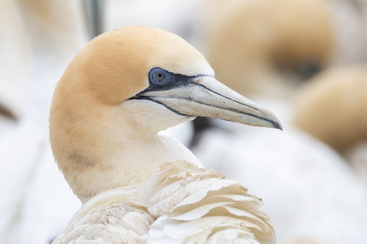 Australasian Gannet - ML642750328