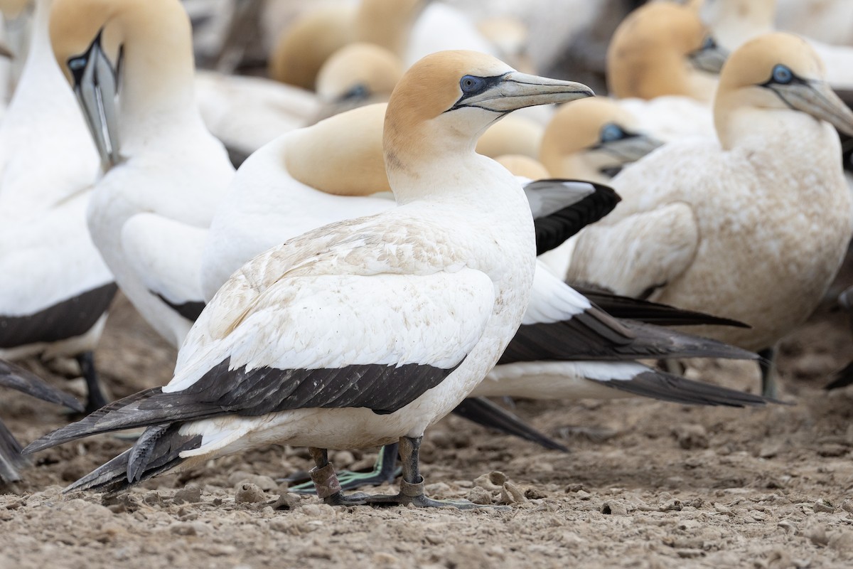 Australasian Gannet - ML642750329