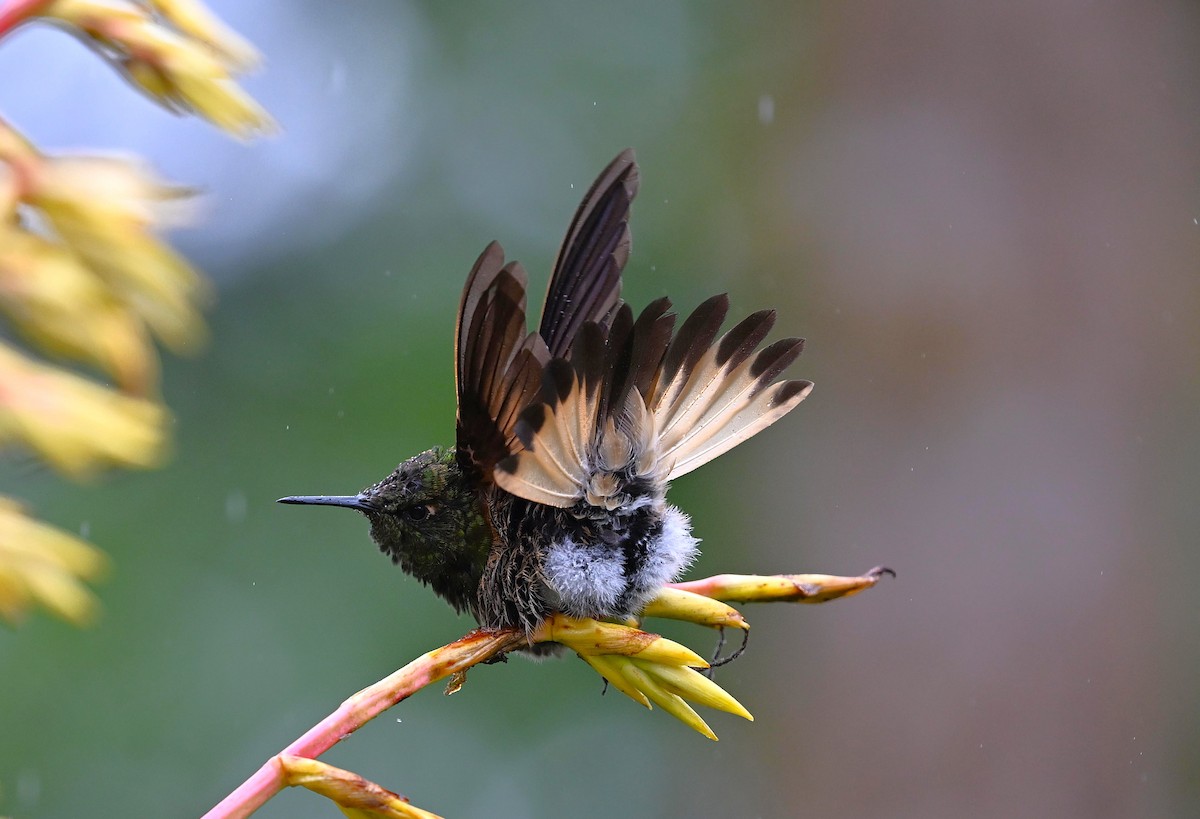 Buff-tailed Coronet - ML642750331