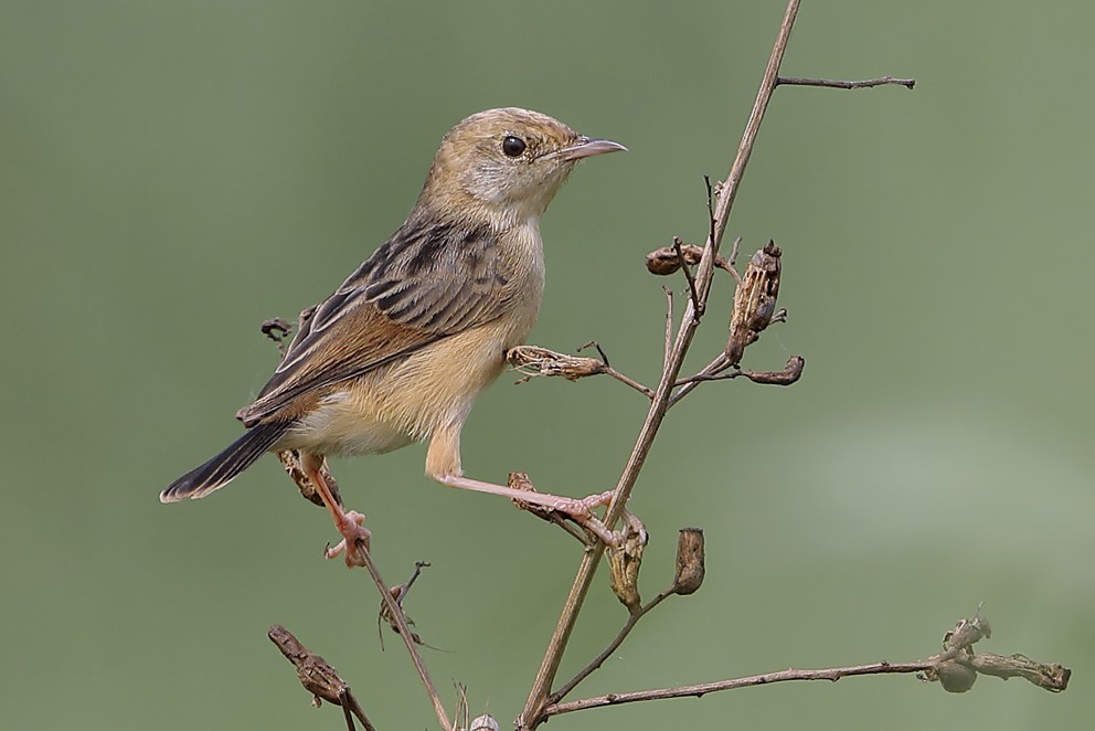 Golden-headed Cisticola - ML642750336
