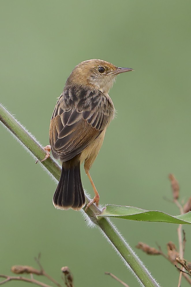 Golden-headed Cisticola - ML642750337