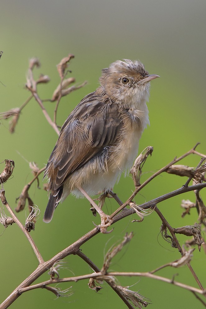 Golden-headed Cisticola - ML642750338