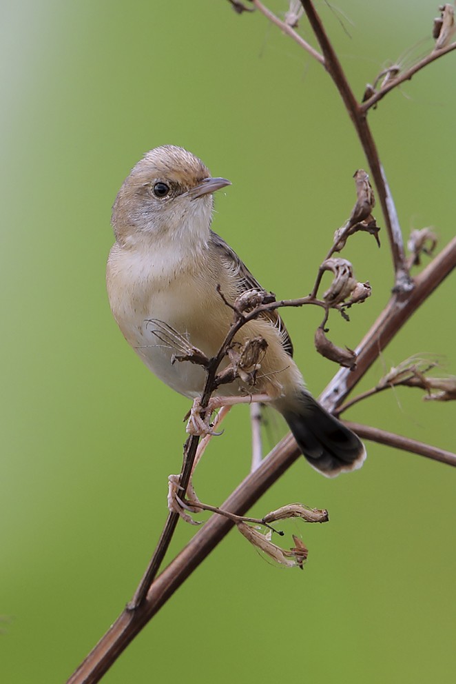 Golden-headed Cisticola - ML642750339