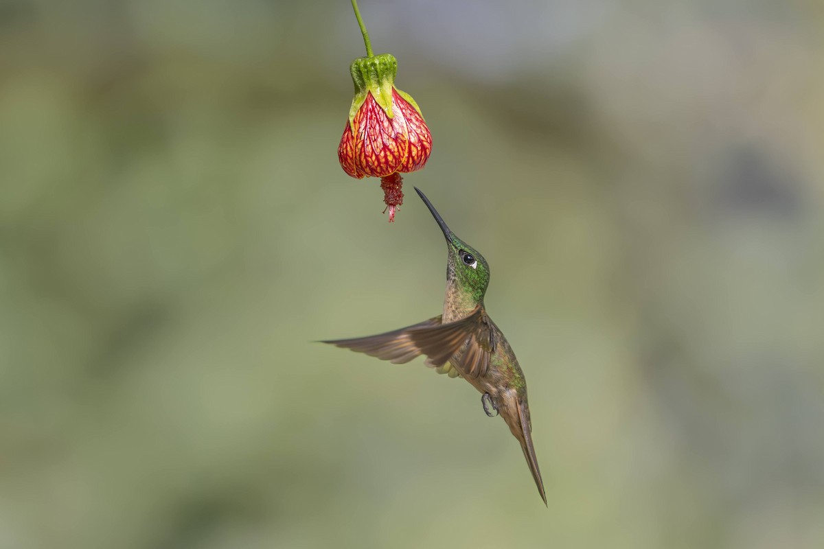 Fawn-breasted Brilliant - ML642750349