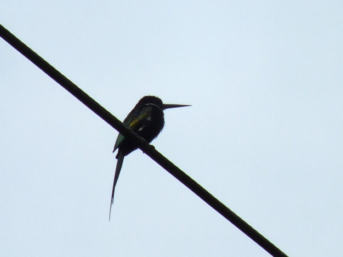 Paradise Jacamar - ML642750351