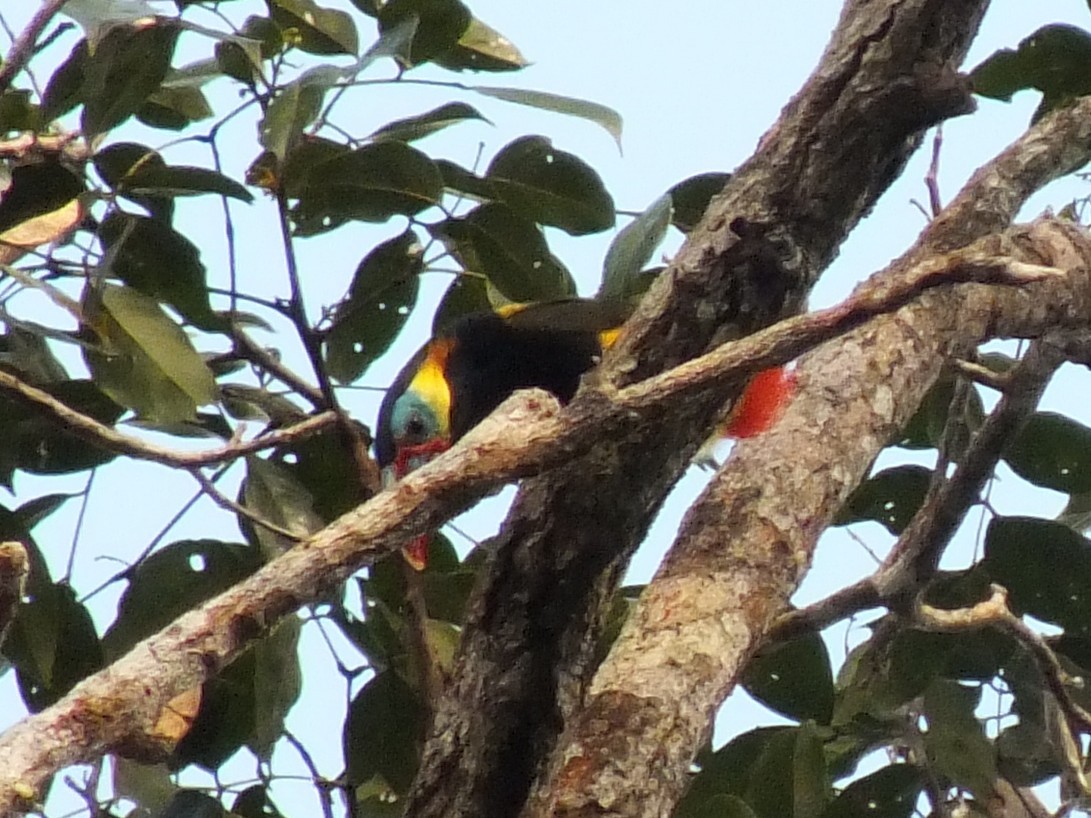 Tawny-tufted Toucanet - ML642750356