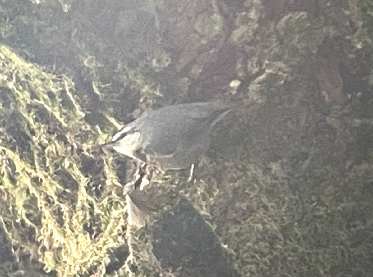 ムナオビゴジュウカラ - ML642750357