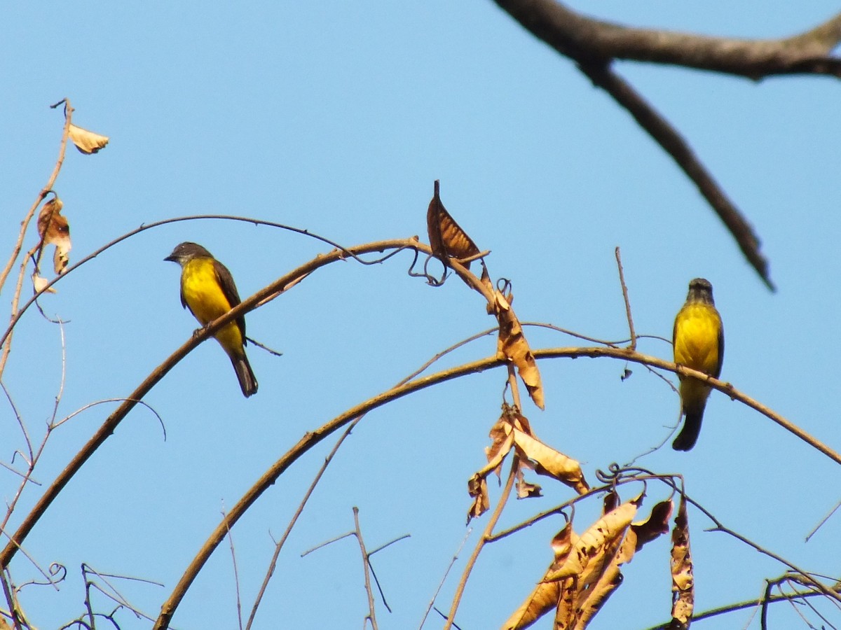 Dusky-chested Flycatcher - ML642750361