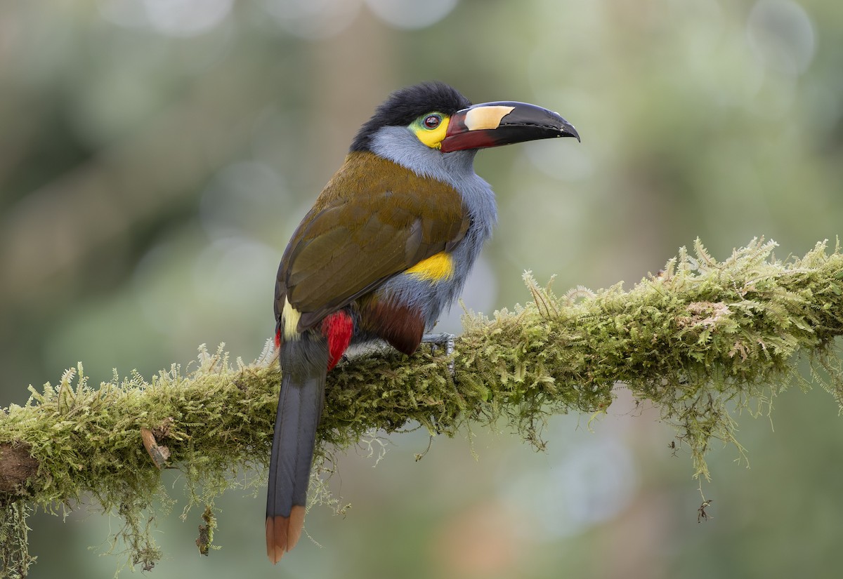 Plate-billed Mountain-Toucan - ML642750368