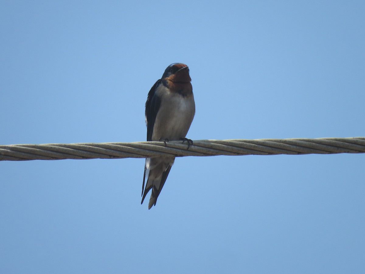 Angola Swallow - ML642750369