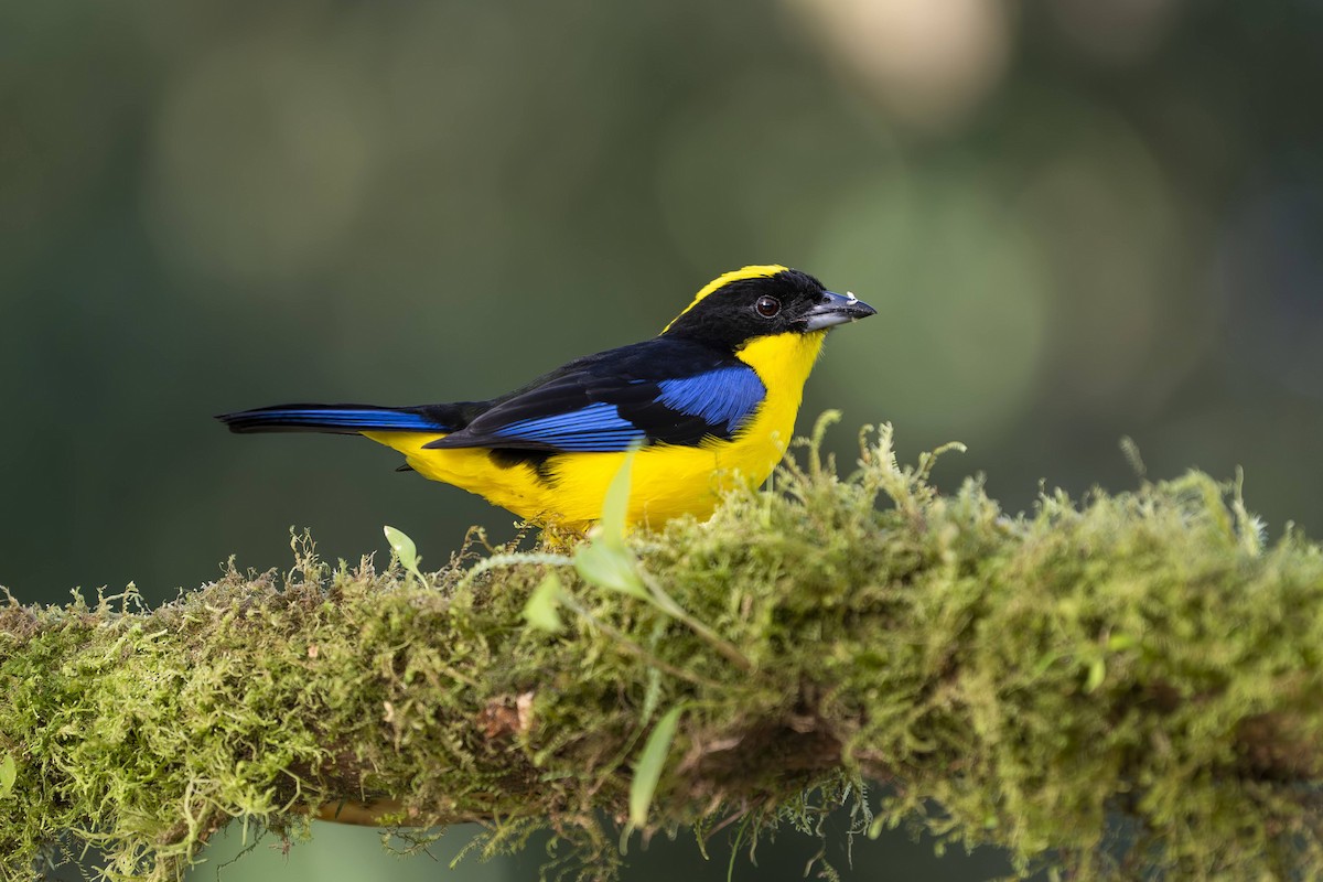 Blue-winged Mountain Tanager - ML642750375