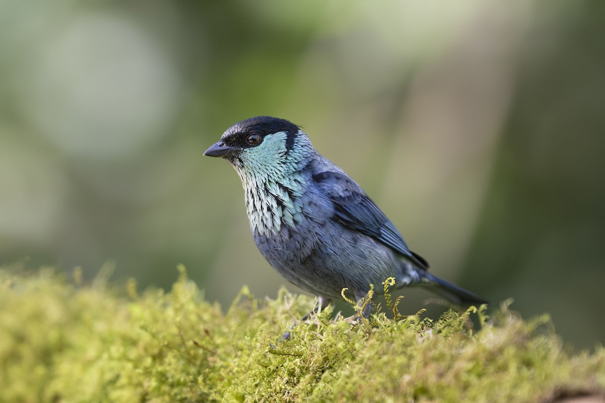 Black-capped Tanager - ML642750376
