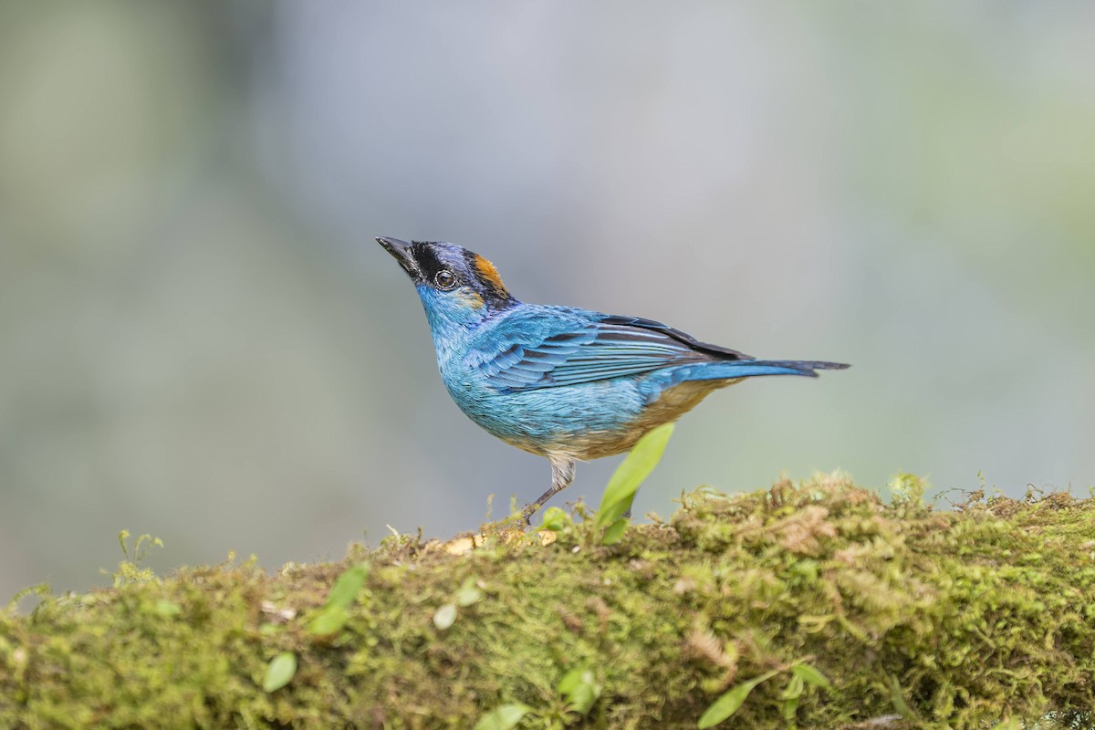 Golden-naped Tanager - ML642750380