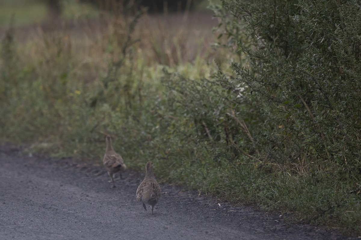 Gray Partridge - ML642750393