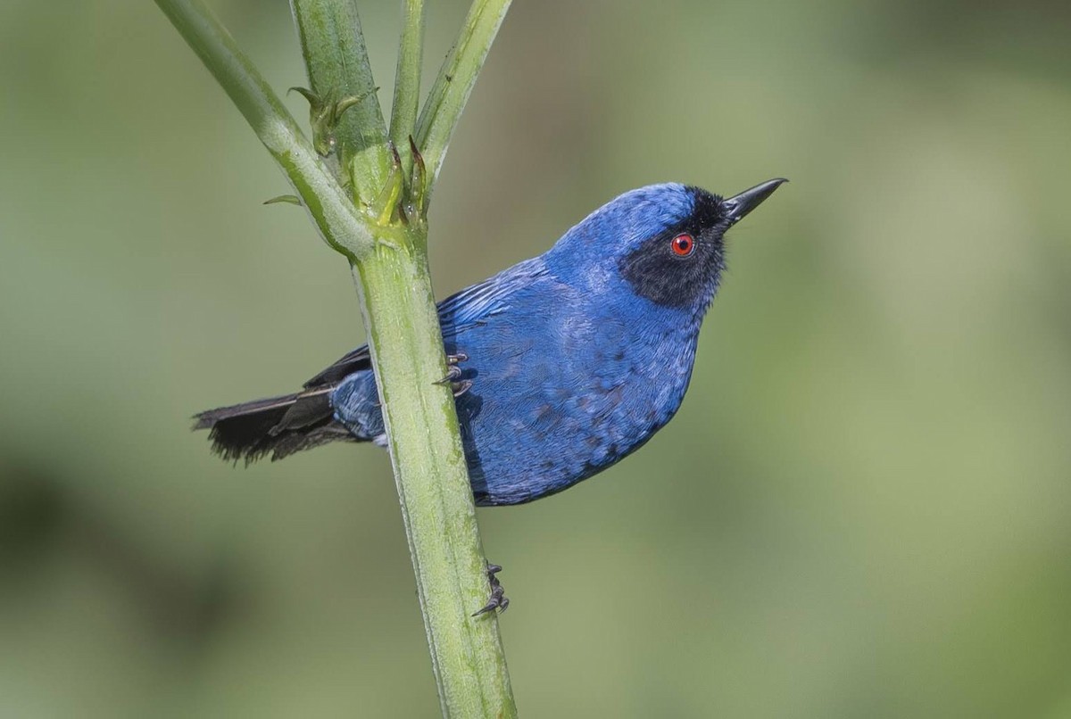 Masked Flowerpiercer - ML642750394