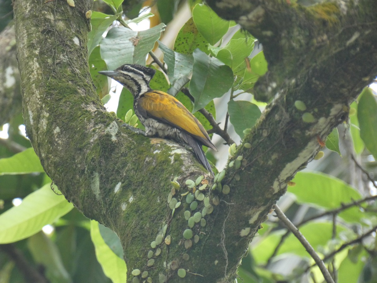 Common Flameback - ML642750403