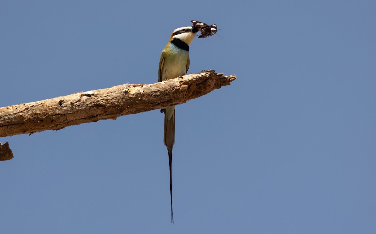 White-throated Bee-eater - ML642750410