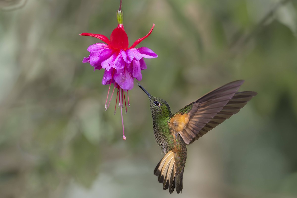 Buff-tailed Coronet - ML642750411