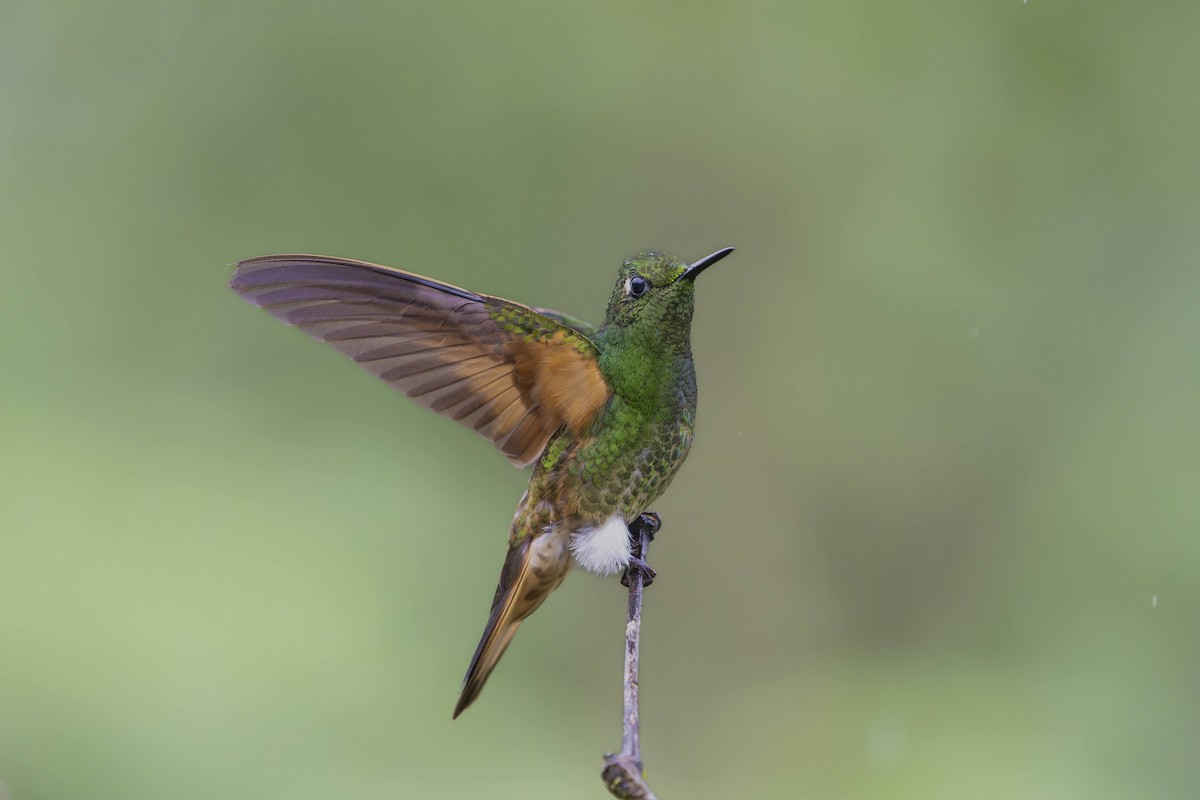 Buff-tailed Coronet - ML642750412