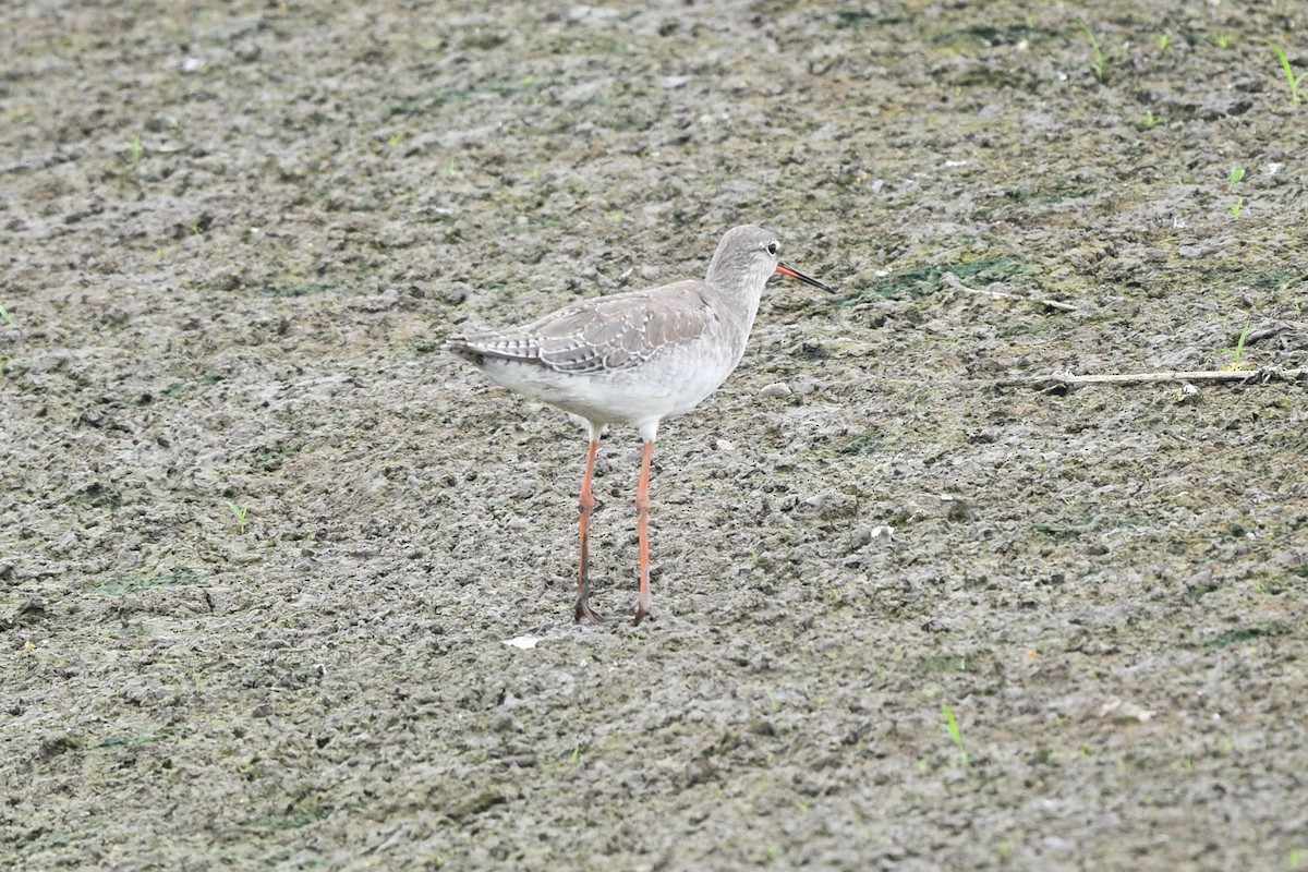 Spotted Redshank - ML642750459