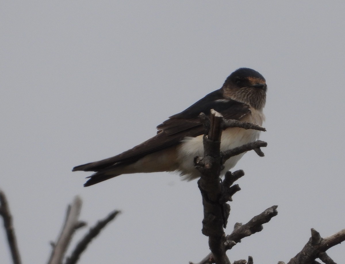 eukalyptussvale - ML642750484
