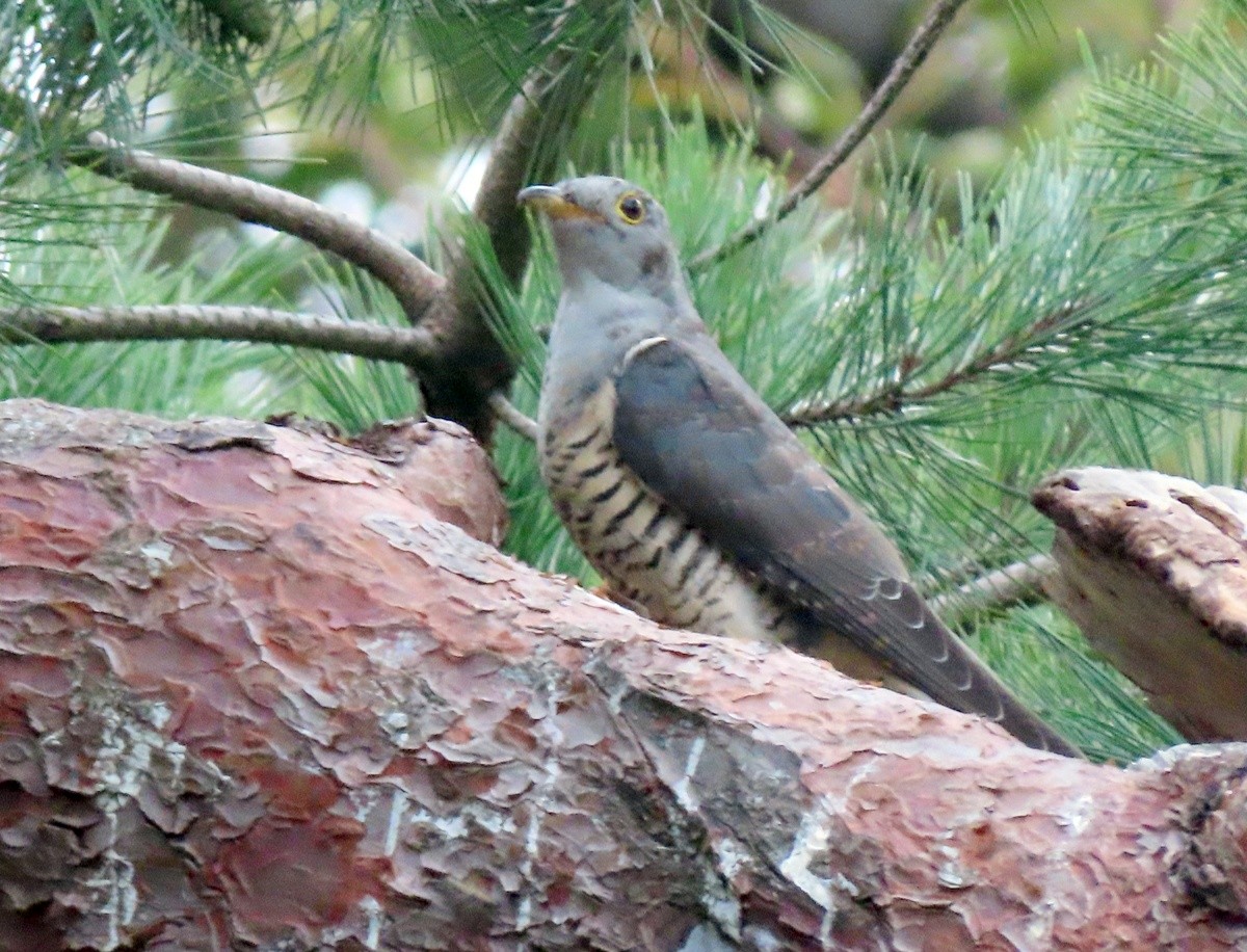 Oriental Cuckoo - ML642750492