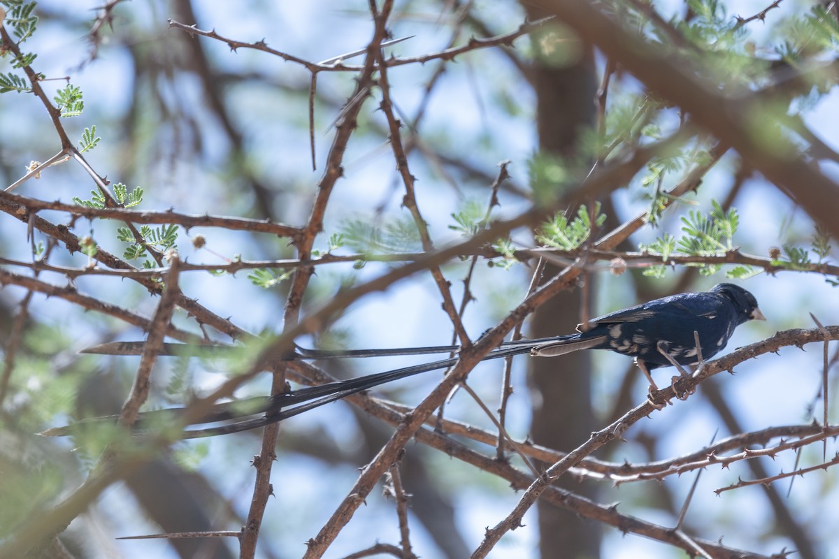 Steel-blue Whydah - ML642750494