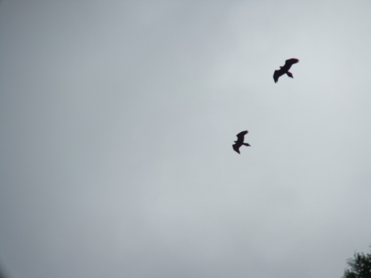 Wedge-tailed Eagle - ML642750497