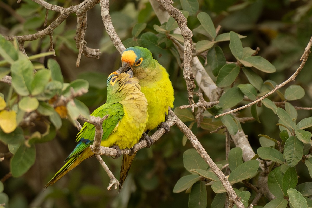 Peach-fronted Parakeet - ML642750499