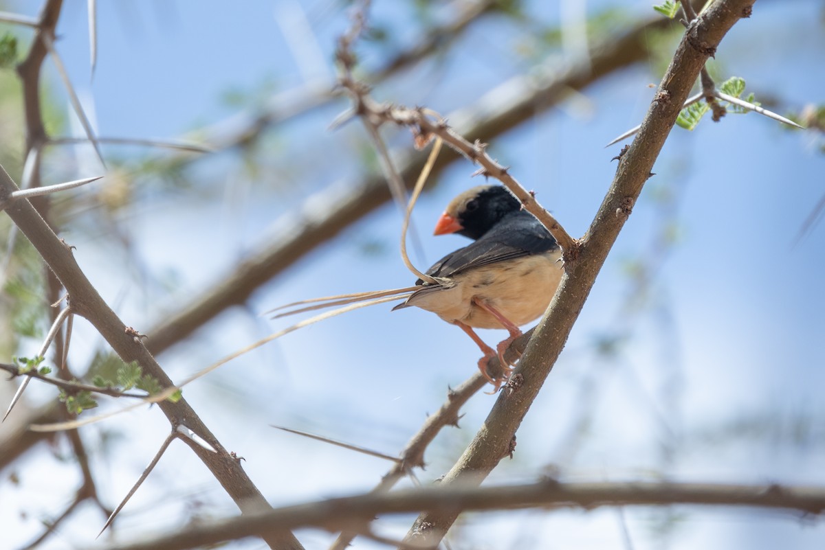 Straw-tailed Whydah - ML642750500