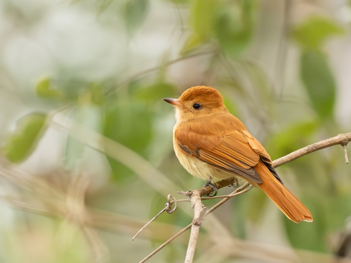 Rufous Casiornis - ML642750509