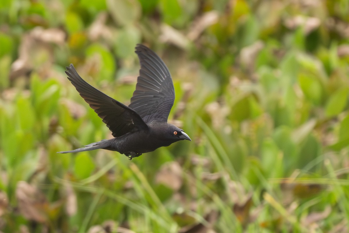 Giant Cowbird - ML642750511