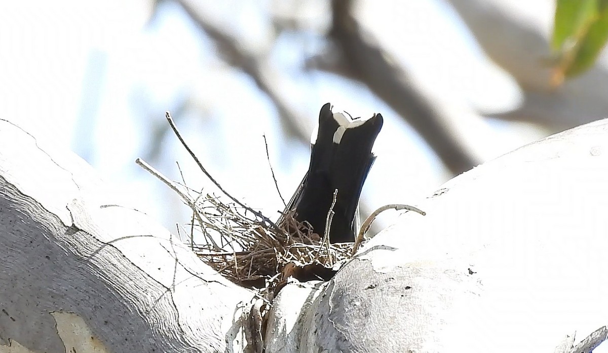 Dusky Woodswallow - ML642750534