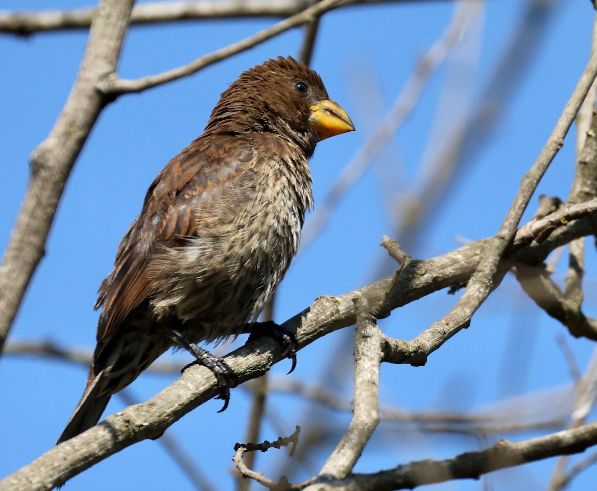 Grosbeak Weaver - ML642750540