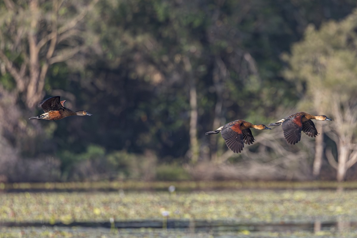 Wandering Whistling-Duck - ML642750549