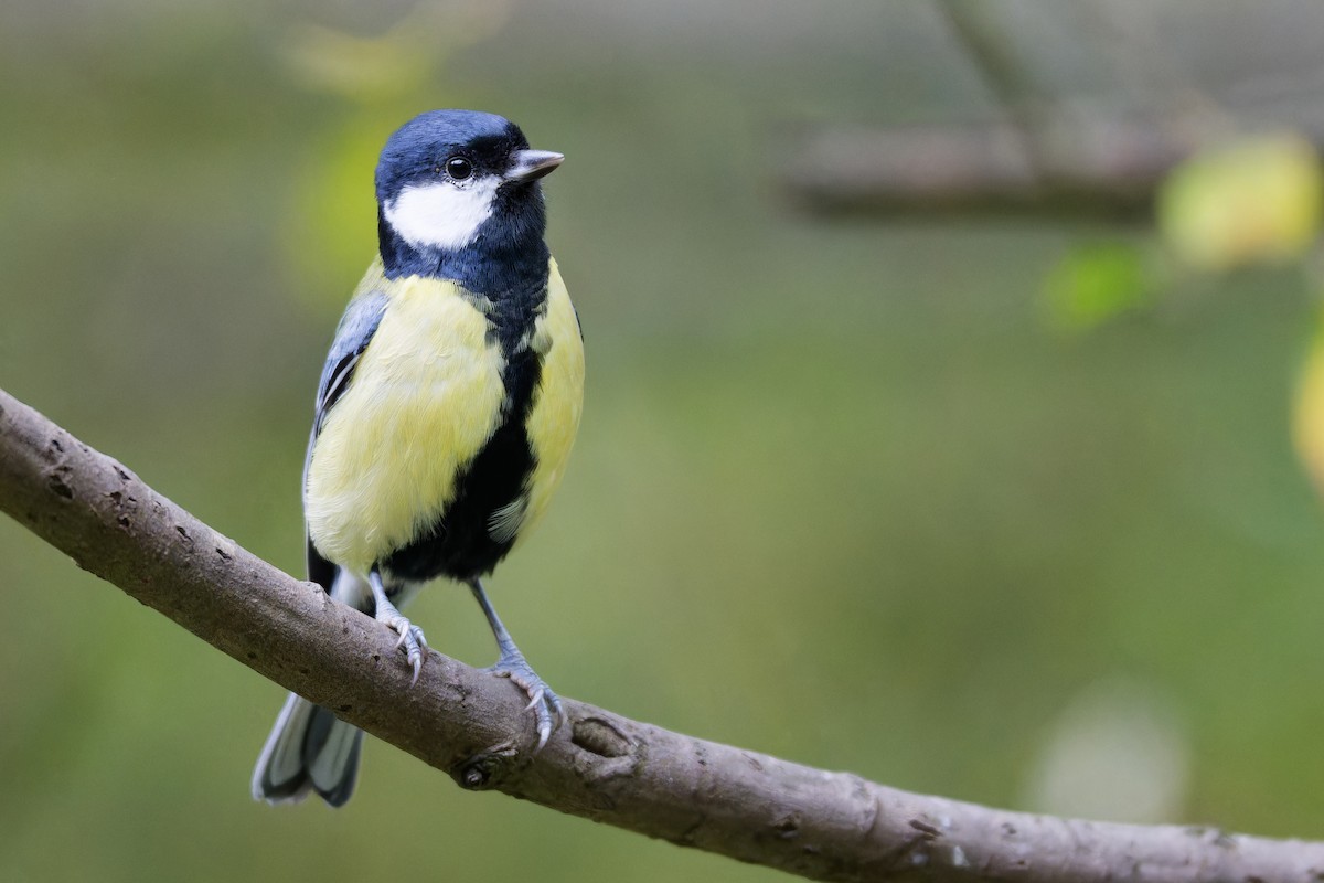 Great Tit - ML642750553