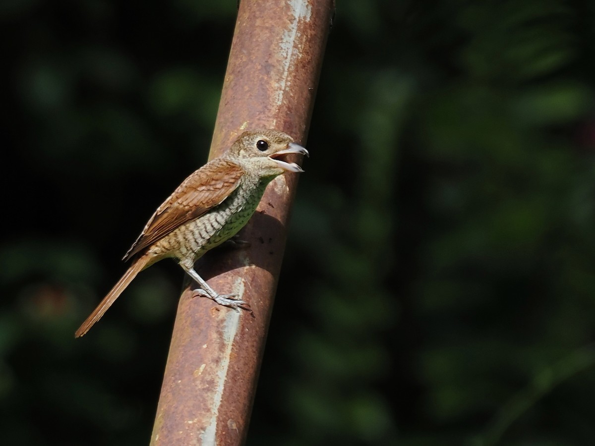 Tiger Shrike - ML642750558